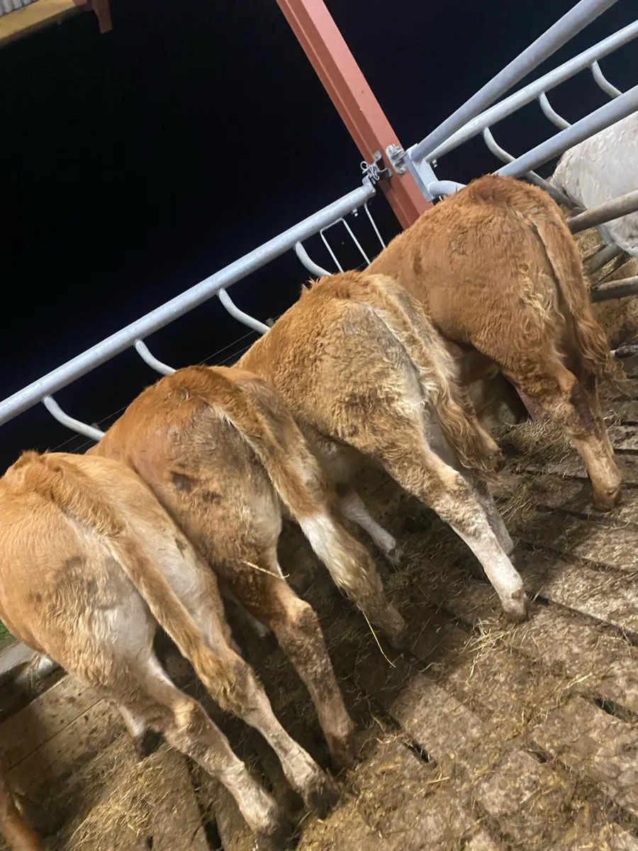 7 super red limousine heifer weanlings - Image 1