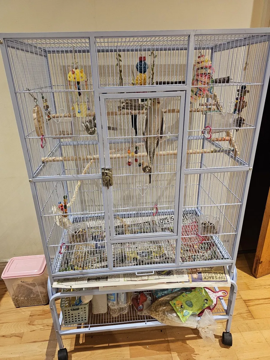 Cockatiel - Image 2