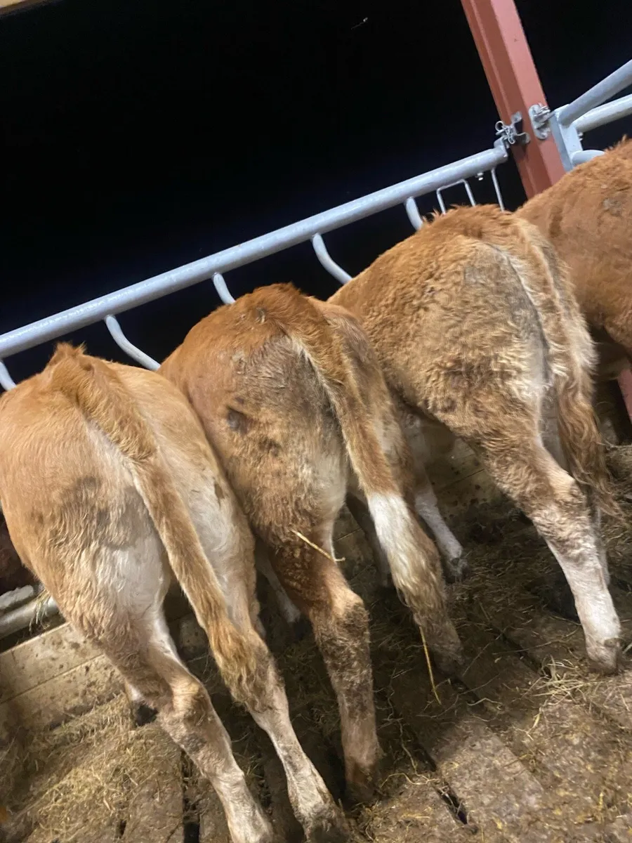7 super red limousine heifer weanlings - Image 2