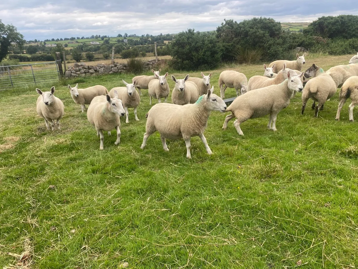 North country Cheviot ewes - Image 1