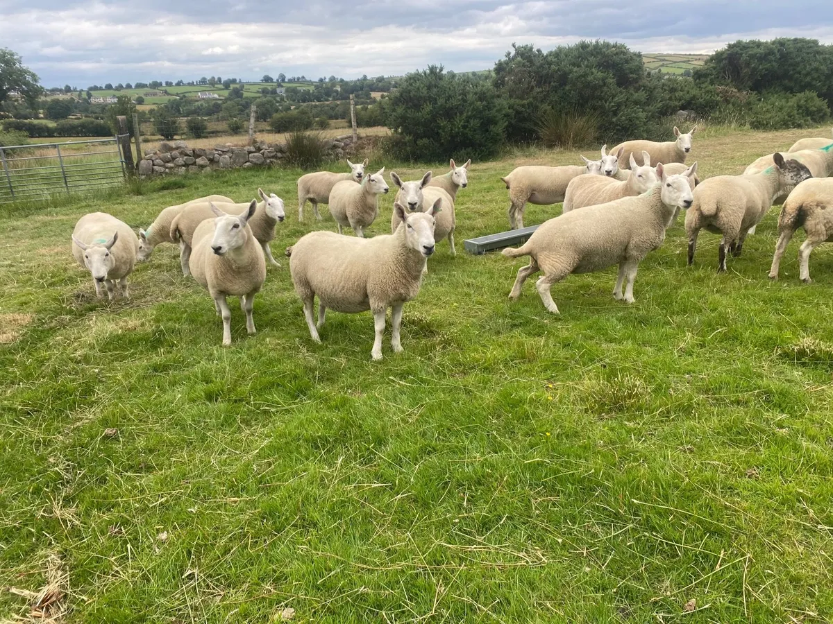 North country Cheviot ewes - Image 2