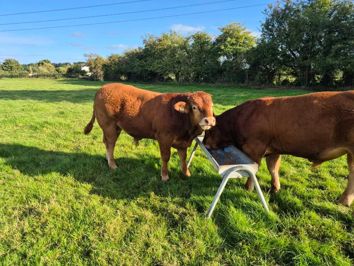 Pedigree Limousin Bulls - Image 3