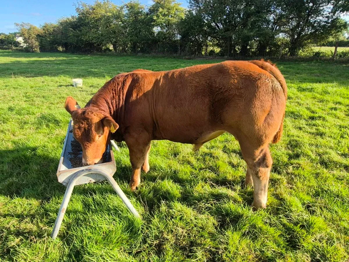Pedigree Limousin Bulls - Image 4