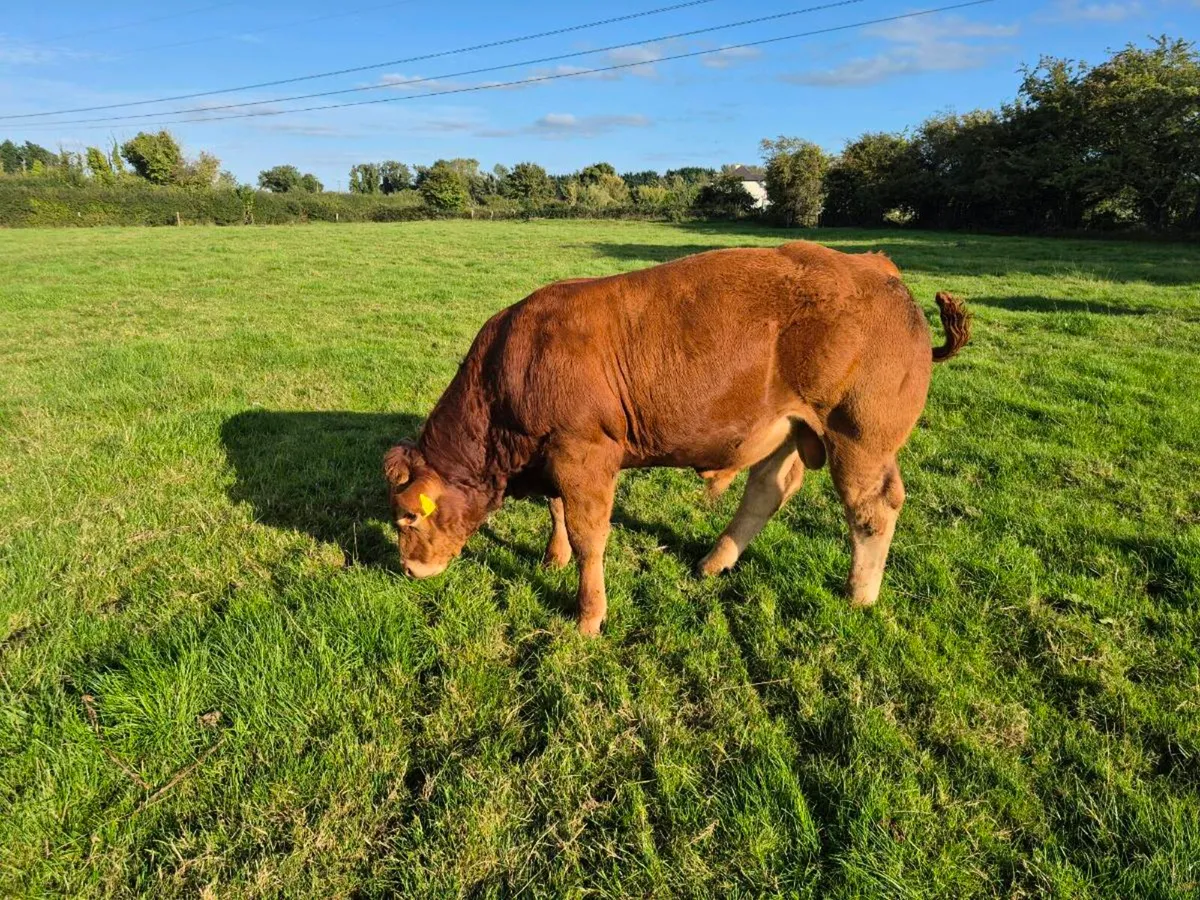 Pedigree Limousin Bulls - Image 1