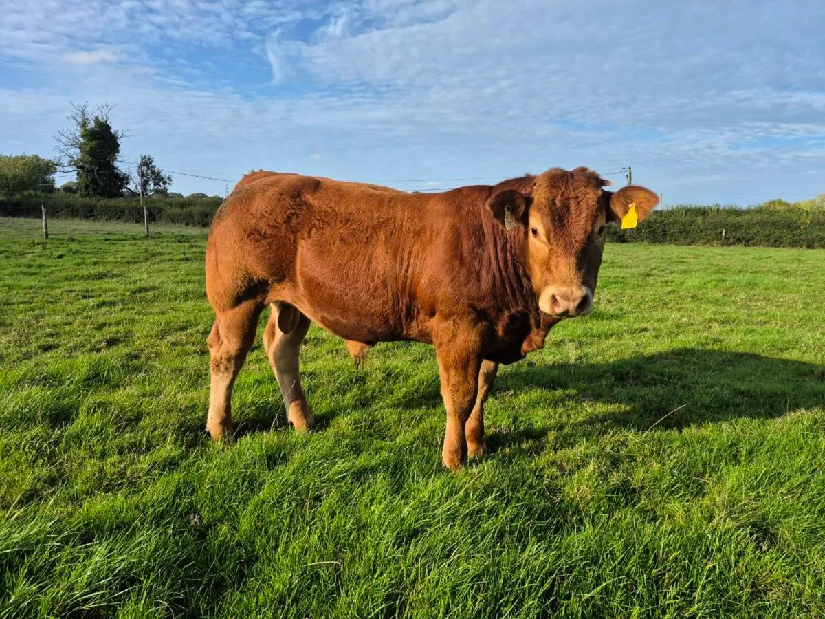 Pedigree Limousin Bulls - Image 2