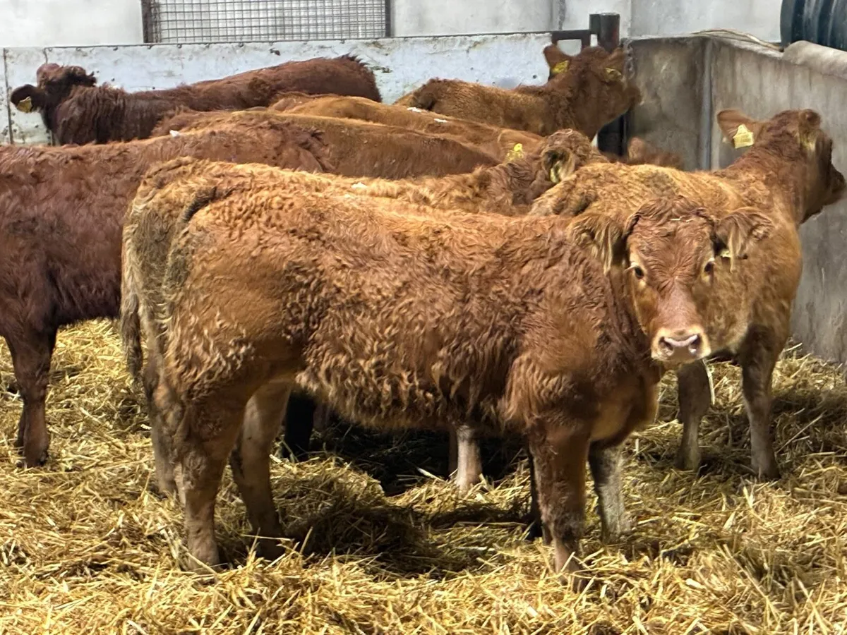 Super U Grade LIM Heifer Weanlings - Image 2