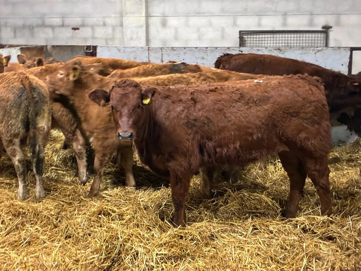 Super U Grade LIM Heifer Weanlings - Image 3