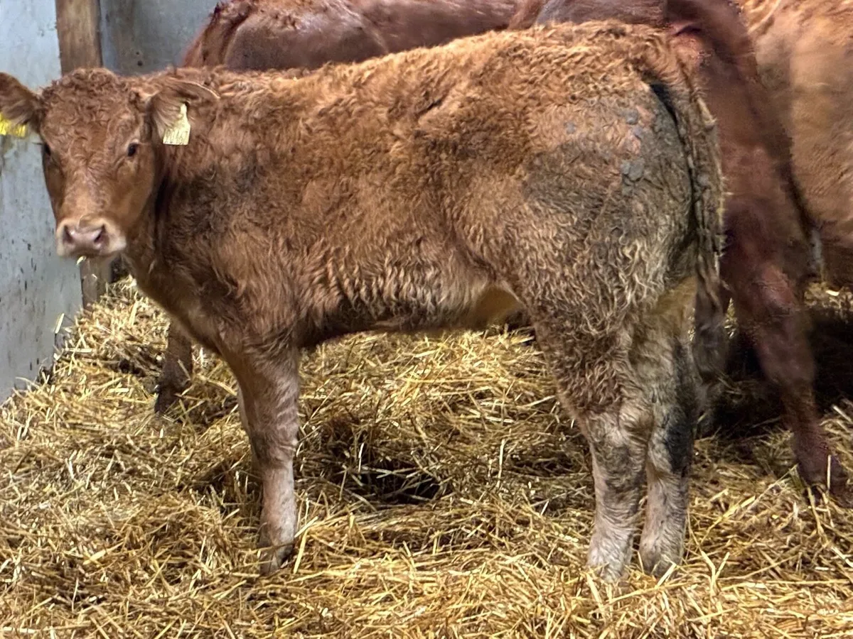 Super U Grade LIM Heifer Weanlings - Image 4