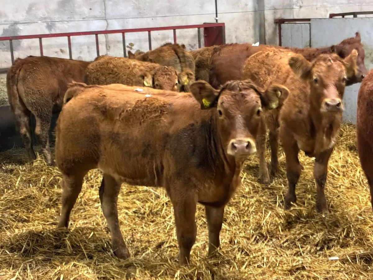 Super U Grade LIM Heifer Weanlings - Image 1