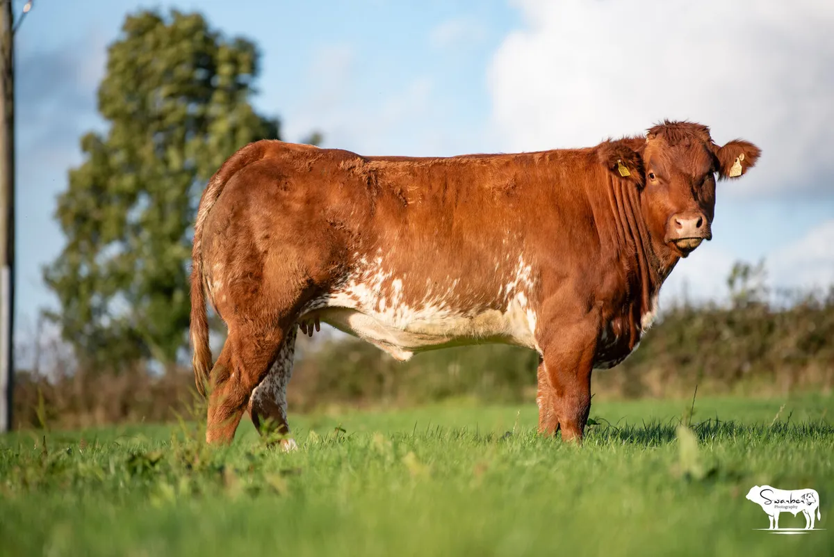 SPRINGER SALE ROSCOMMON MART - Image 3