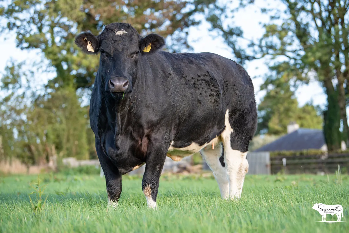 SPRINGER SALE ROSCOMMON MART - Image 4