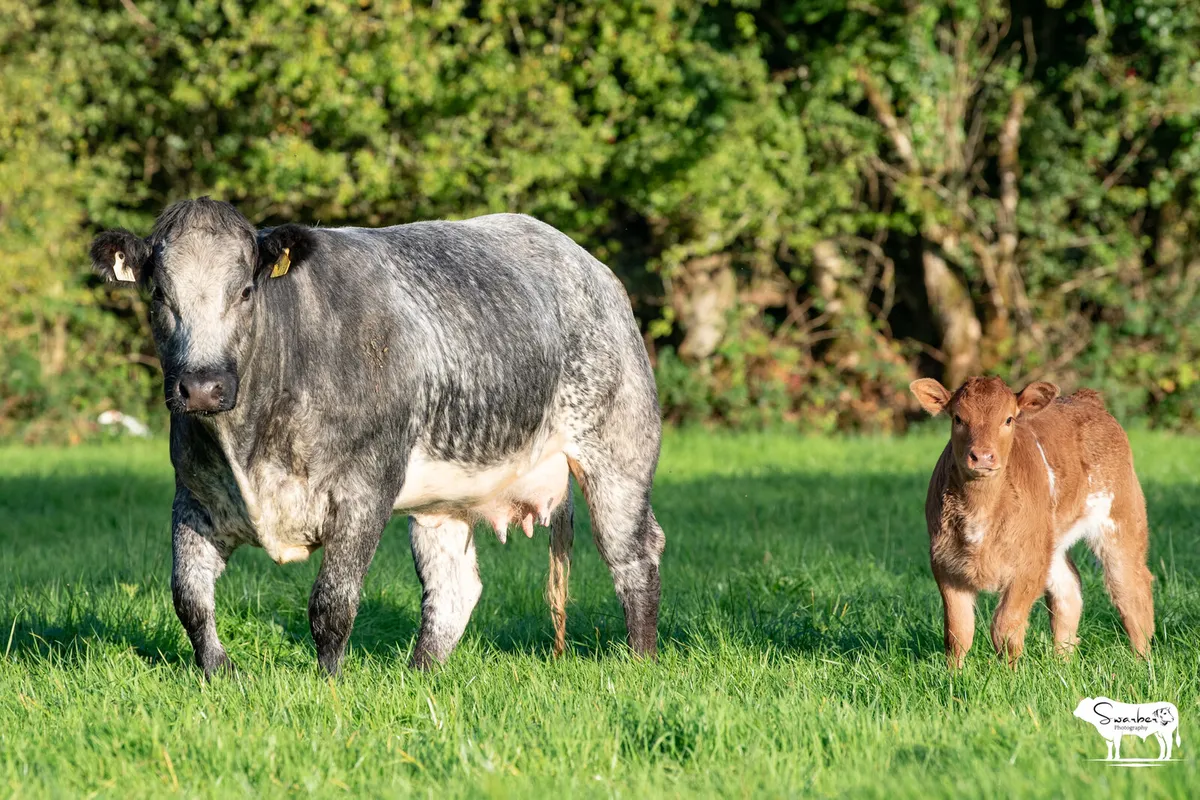 SPRINGER SALE ROSCOMMON MART - Image 1