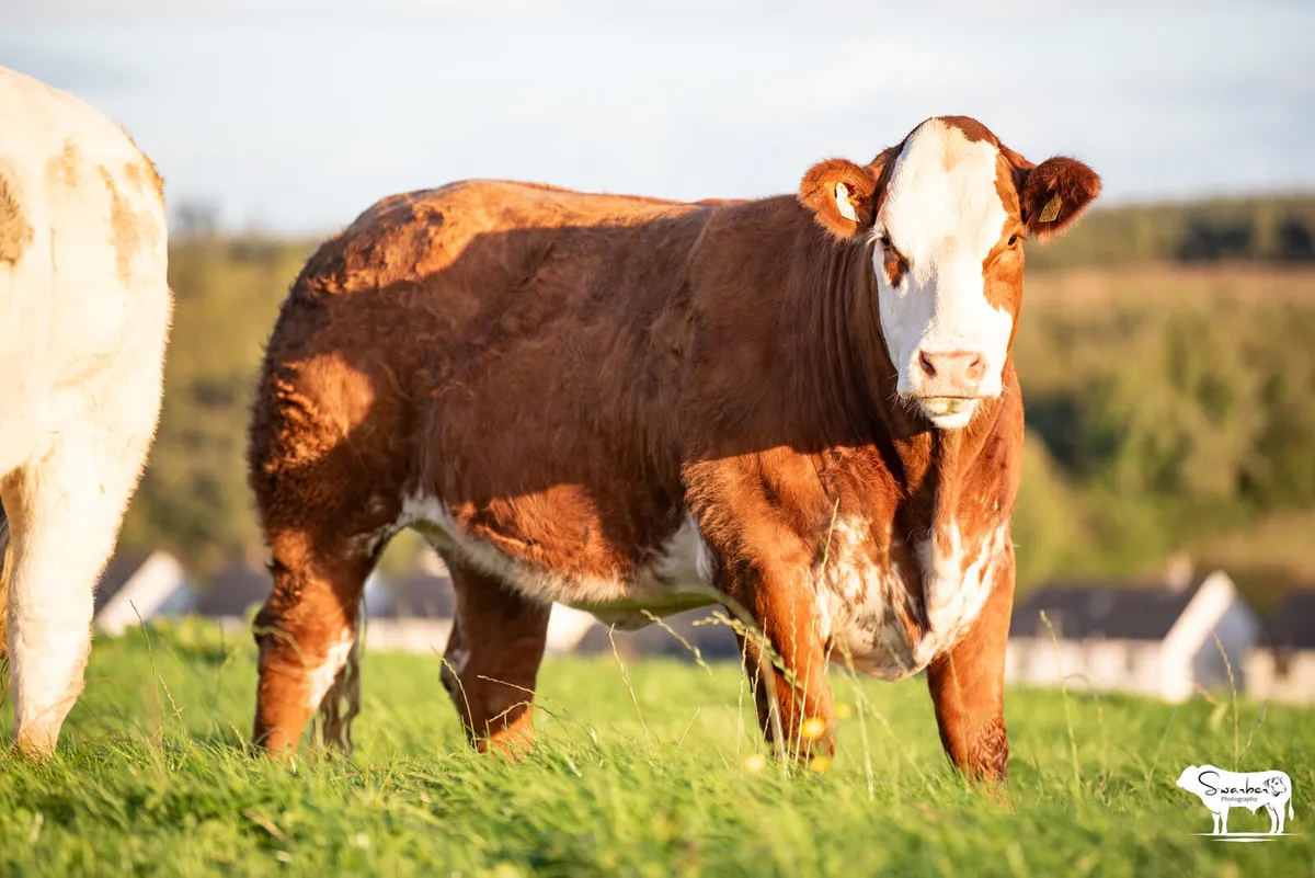 SPRINGER SALE ROSCOMMON MART - Image 2