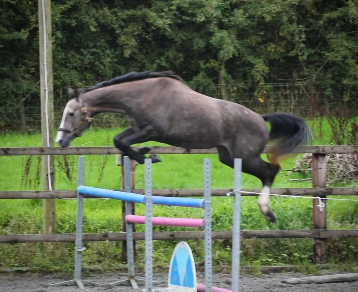 3yo Filly eventing prospect - Image 1