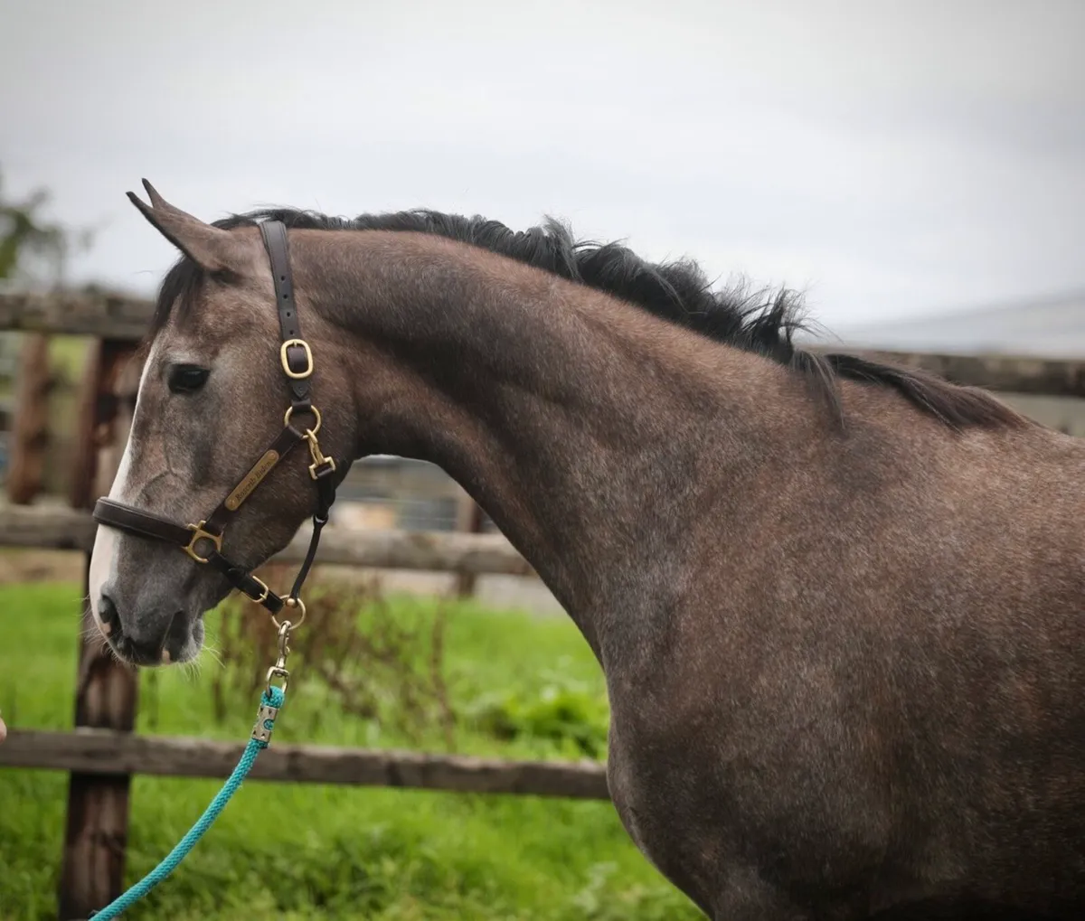 3yo Filly eventing prospect - Image 2