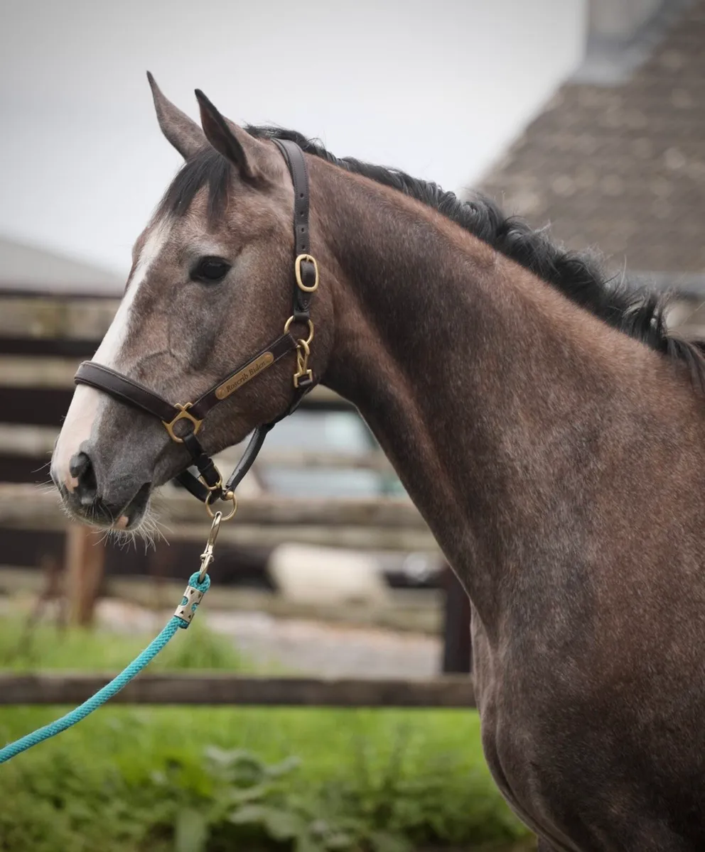 3yo Filly eventing prospect - Image 3