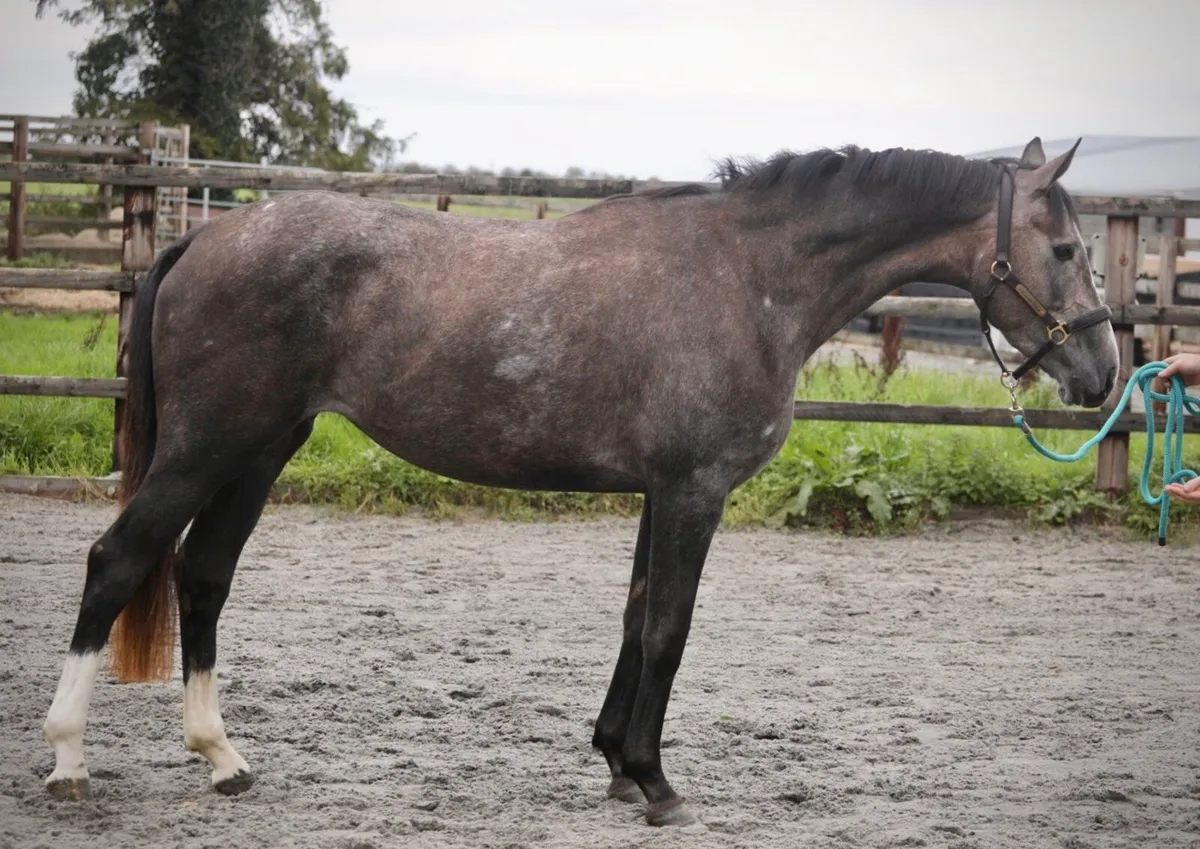 3yo Filly eventing prospect - Image 4