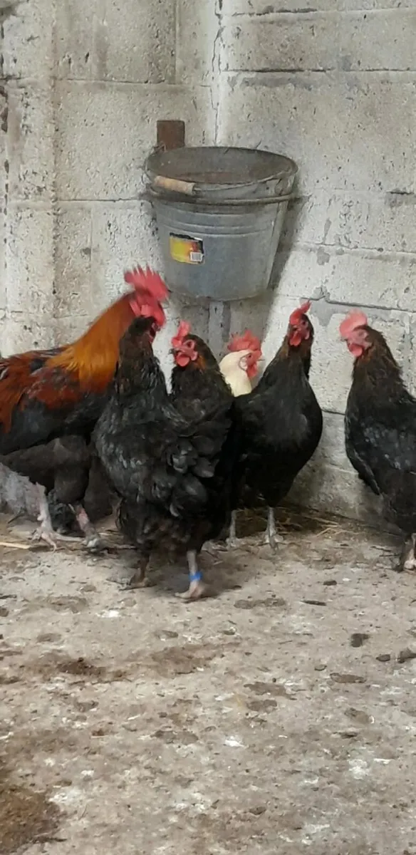 Black french copper maran - Image 3