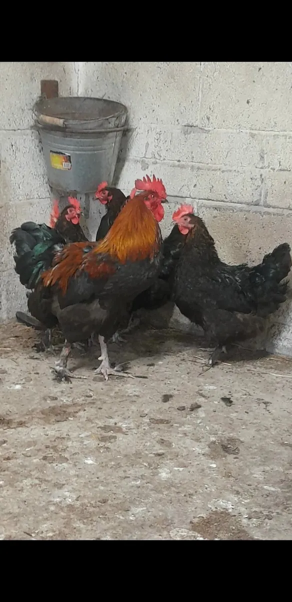 Black french copper maran - Image 2