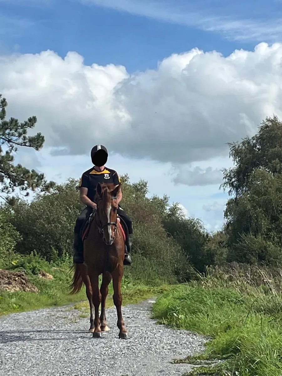 Horse - Image 1