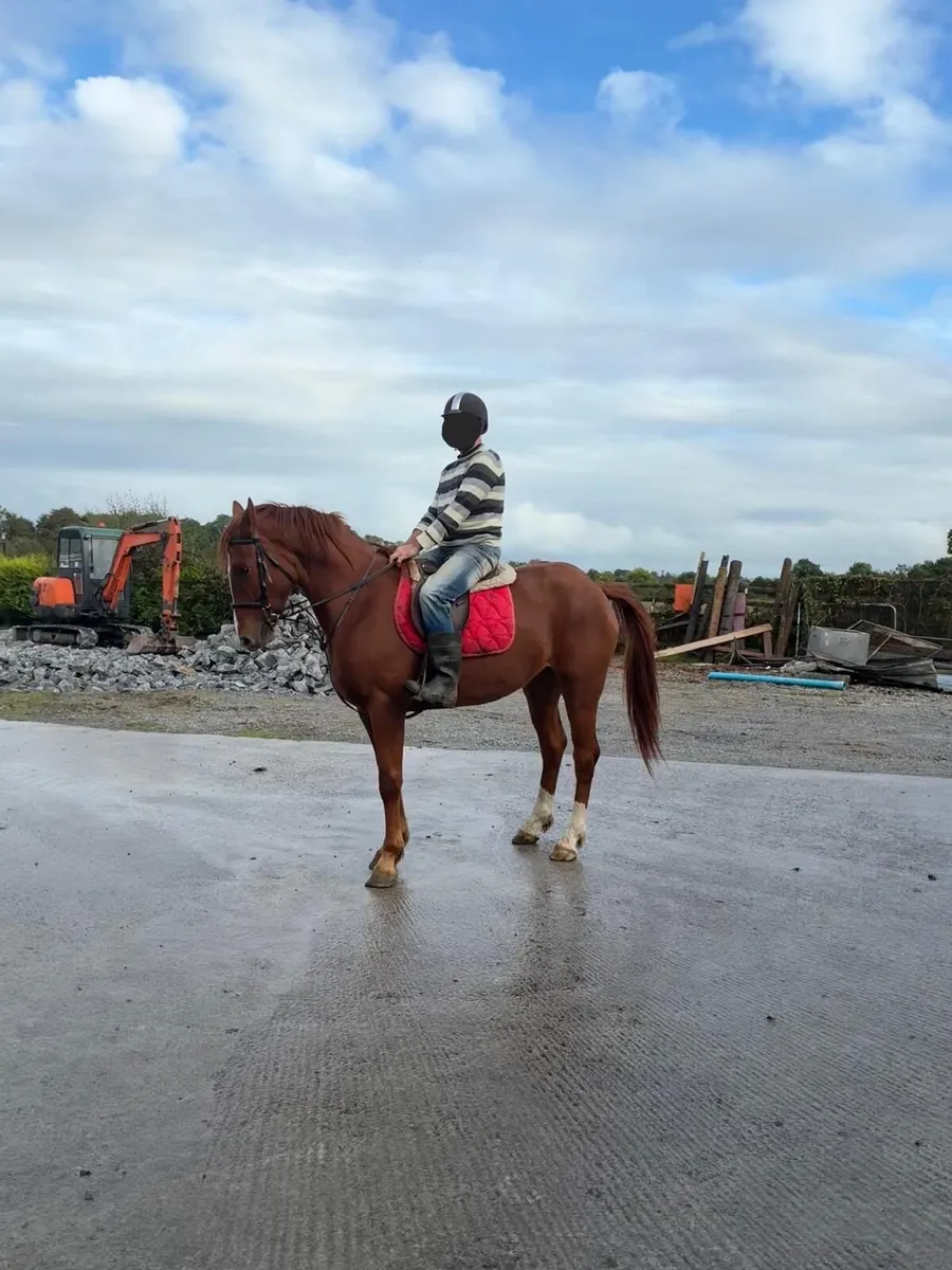 Horse - Image 2