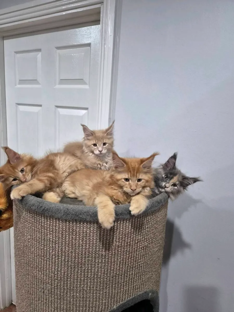 MAIN COON KITTENS 😺 - Image 2