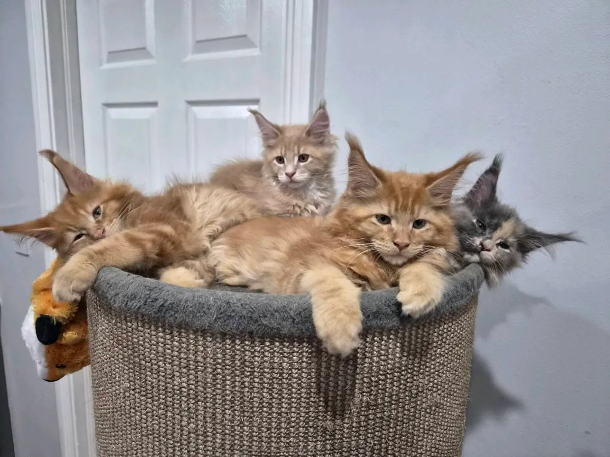MAIN COON KITTENS 😺 - Image 3