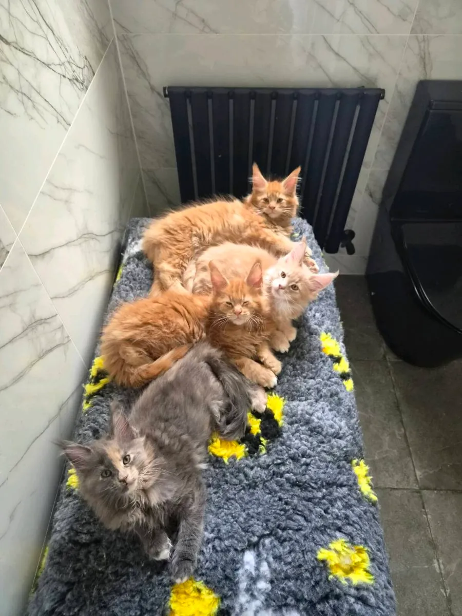 MAIN COON KITTENS 😺 - Image 4