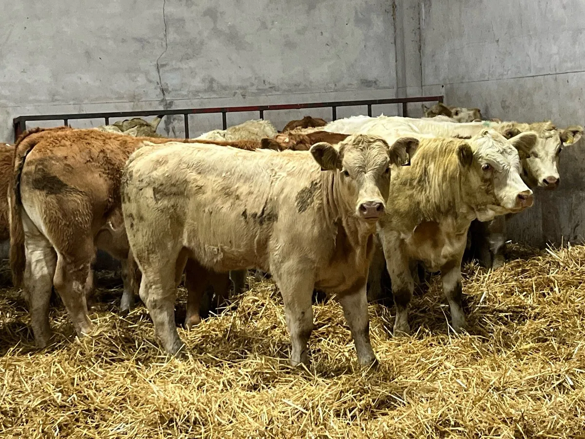 Super U Grade 340Kg CH LIM Heifer Weanlings - Image 1