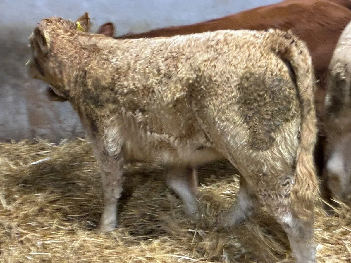 Super U Grade 340Kg CH LIM Heifer Weanlings - Image 2