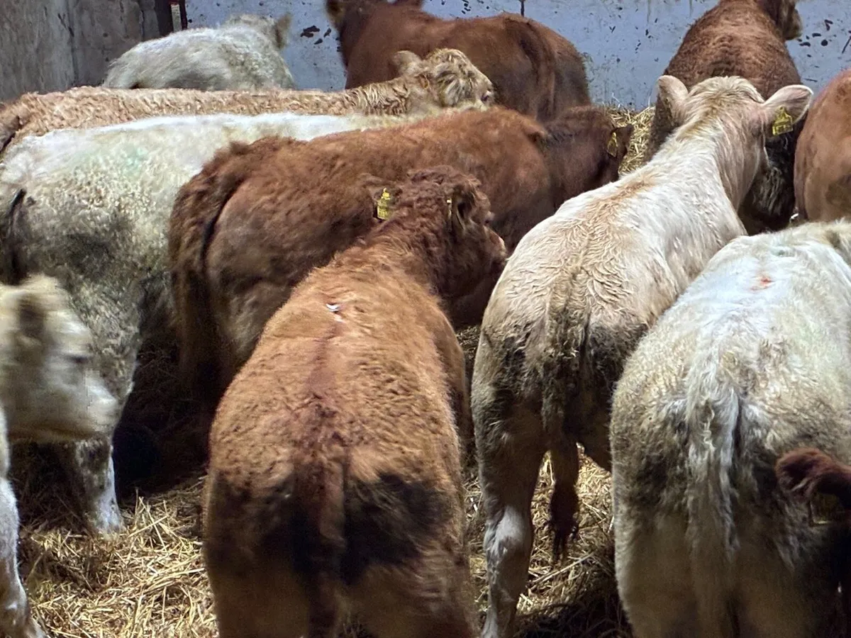 Super U Grade 340Kg CH LIM Heifer Weanlings - Image 3