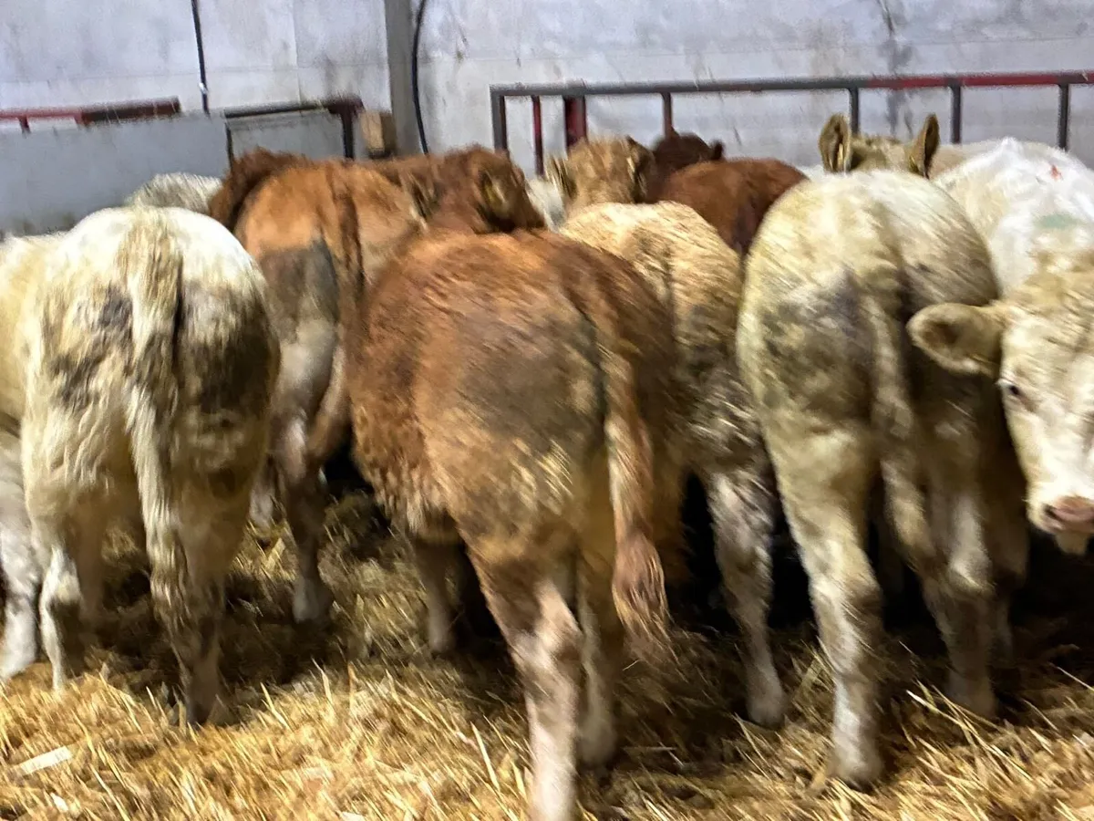 Super U Grade 340Kg CH LIM Heifer Weanlings - Image 4