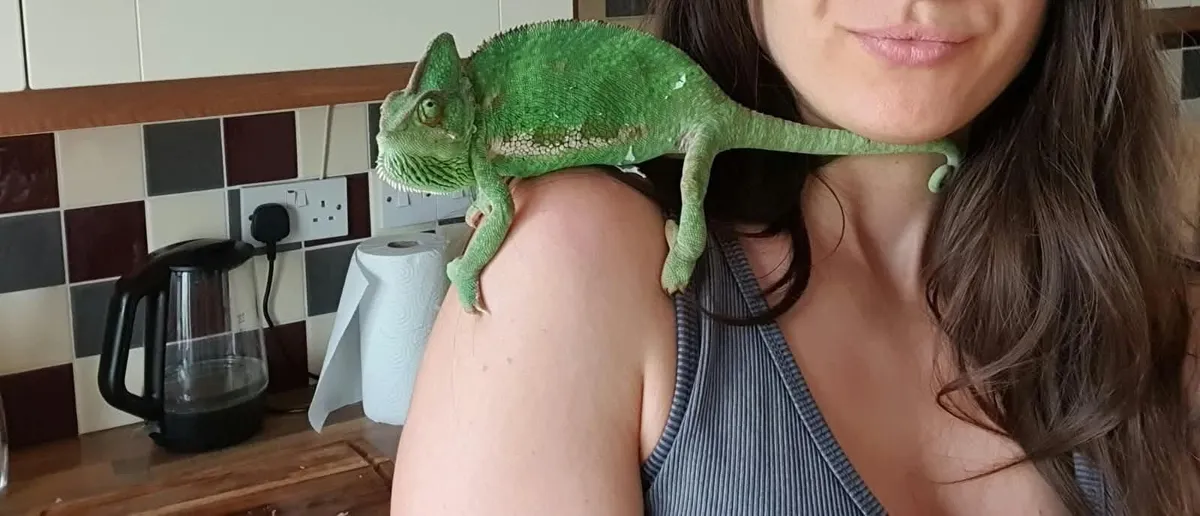 Chameleon - Image 3