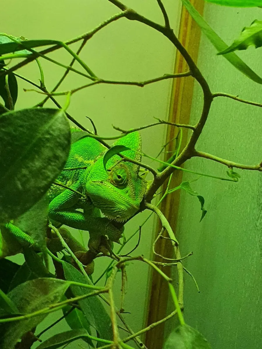 Chameleon - Image 1