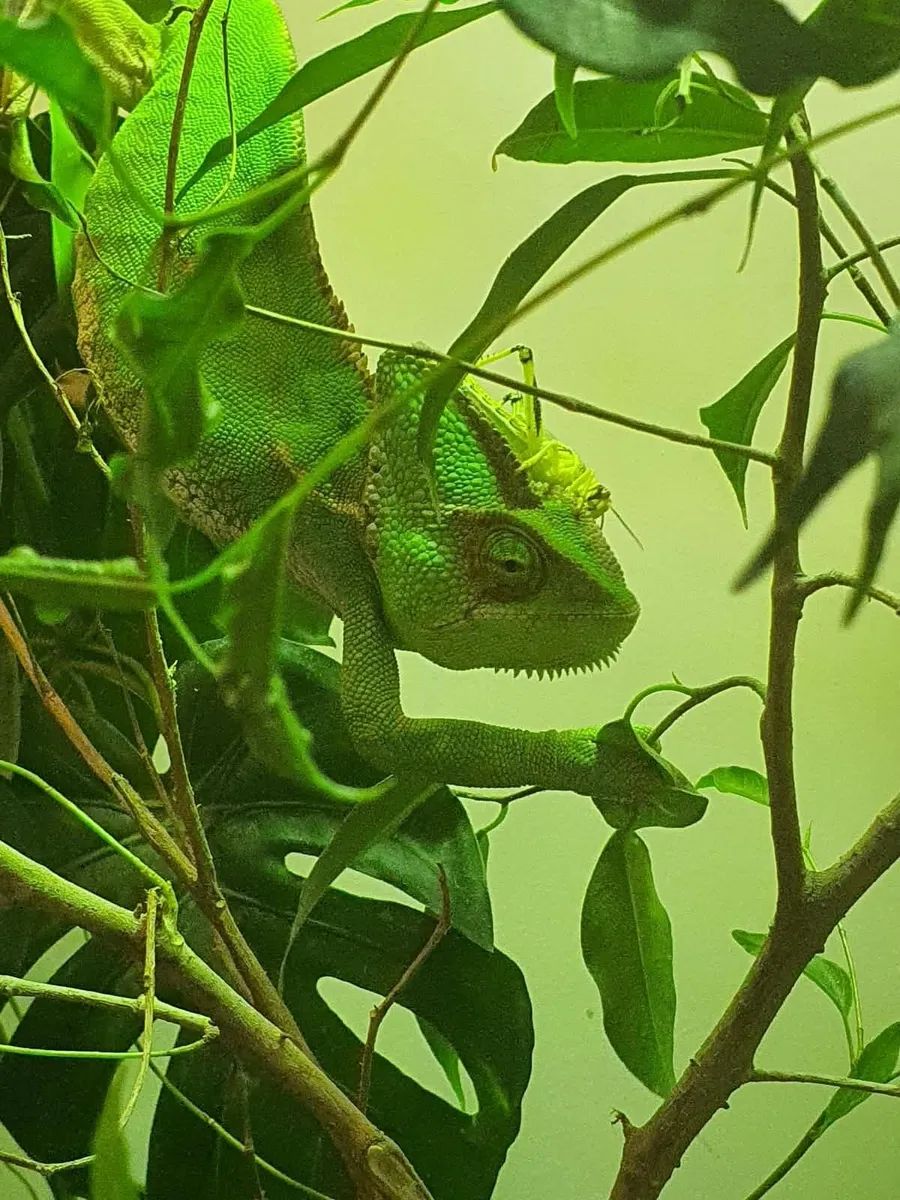 Chameleon - Image 4