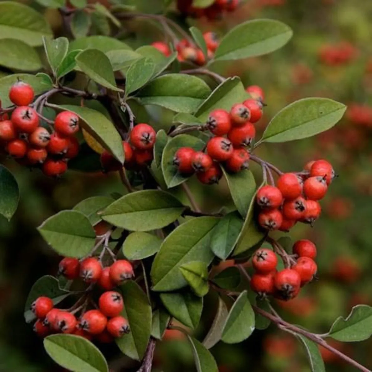 Hedging Hedging all shapes  and sizes - Image 4