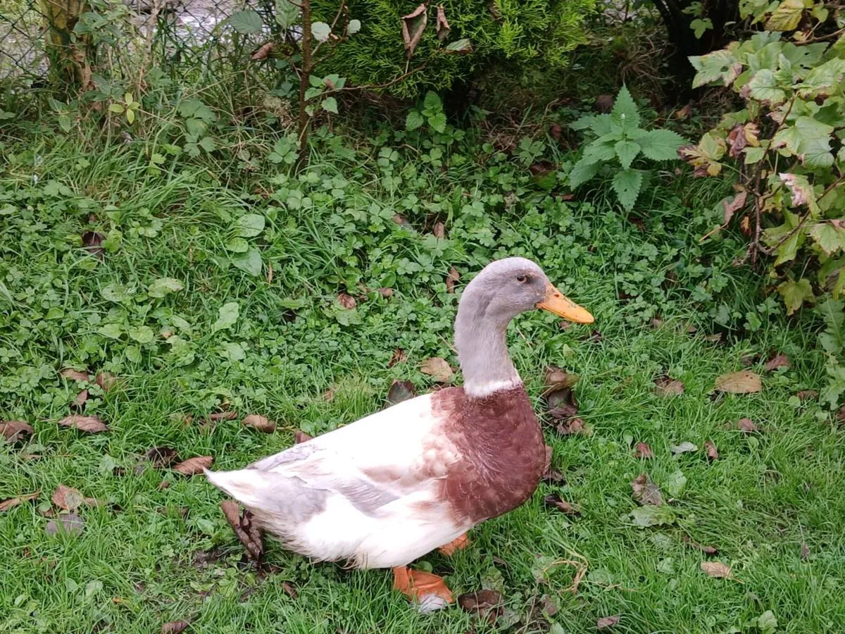 Ducks geese for sale - Image 1