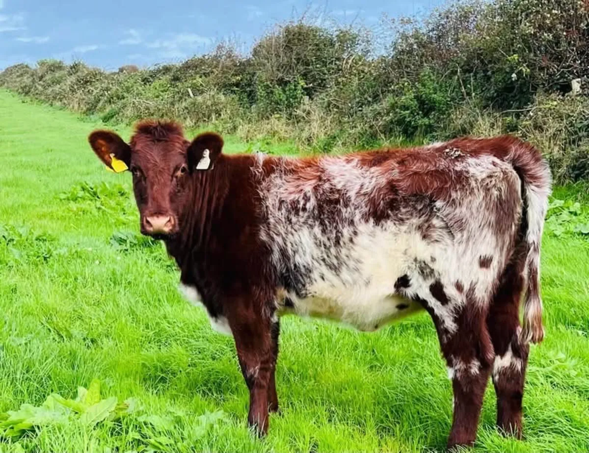 Livestock - Image 3