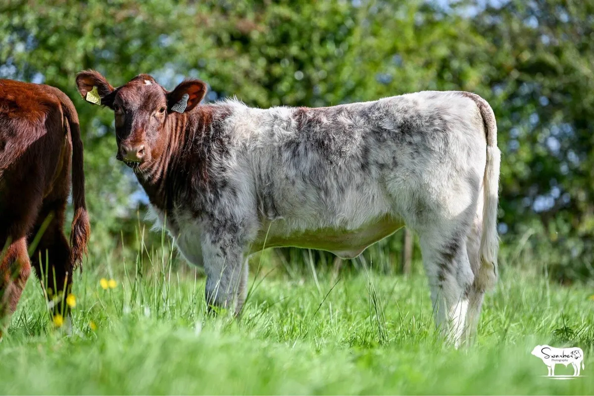Livestock - Image 4