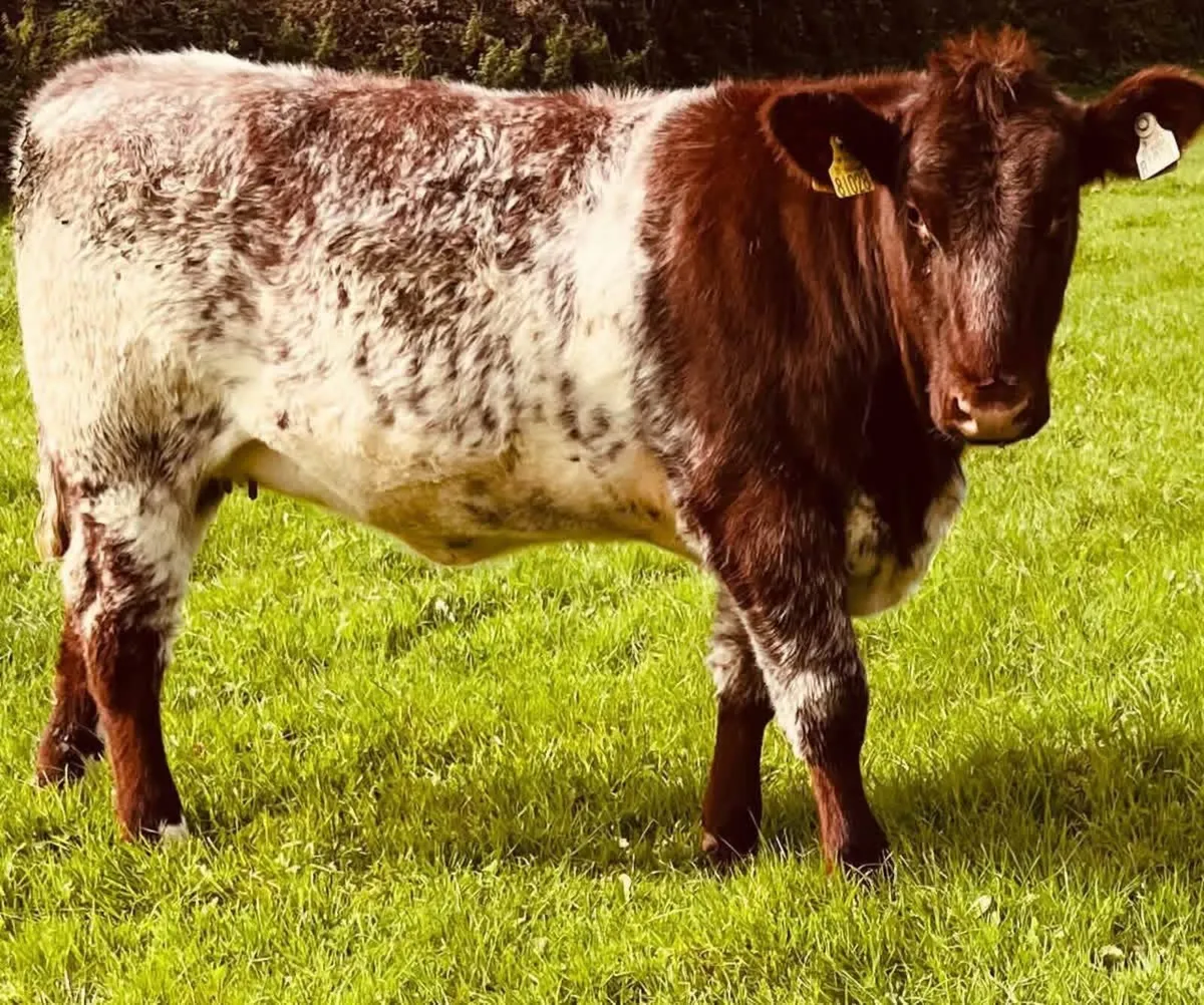 Livestock - Image 2