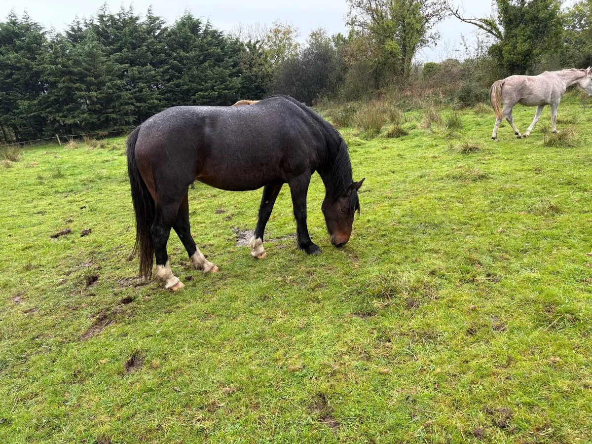 Two 4 year olds for sale - Image 3