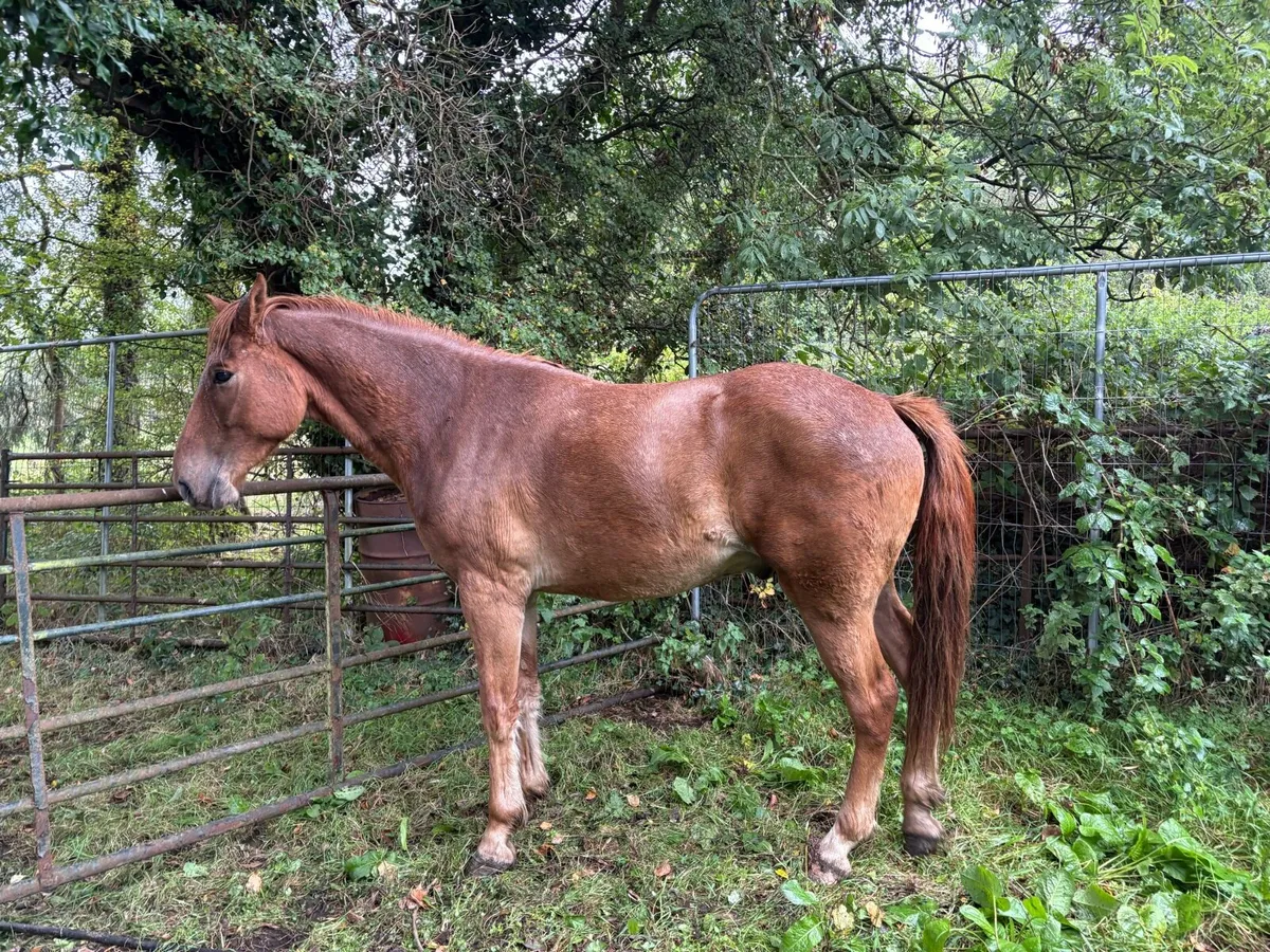 4. year olds for sale - Image 2