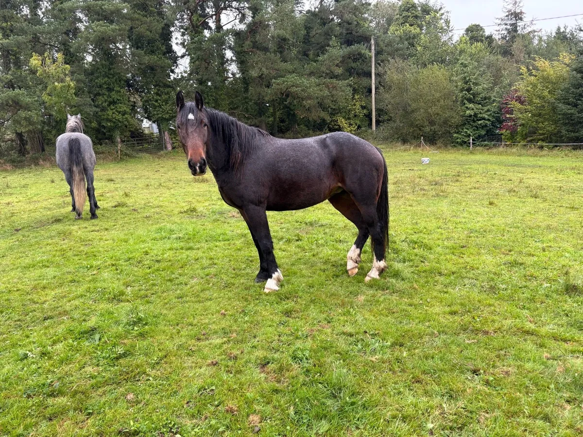 Two 4 year olds for sale - Image 2