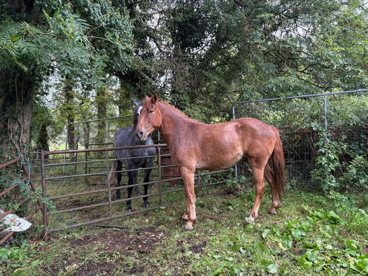 4. year olds for sale - Image 3