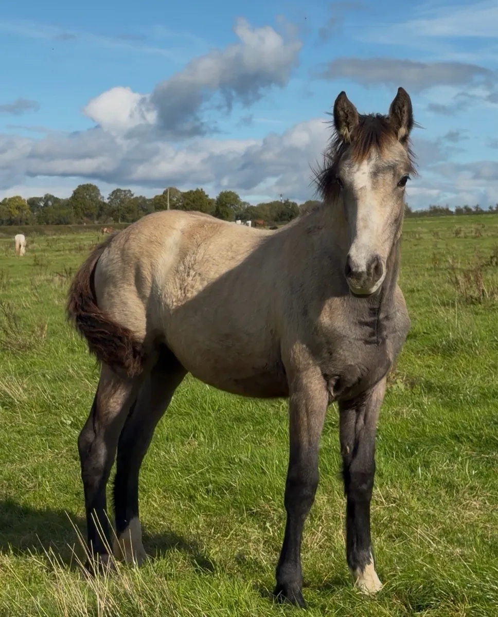 Filly foal for sale - Image 1