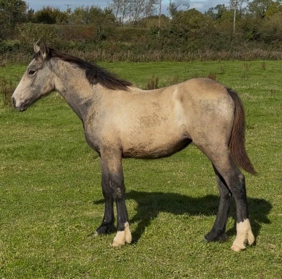 Filly foal for sale - Image 2
