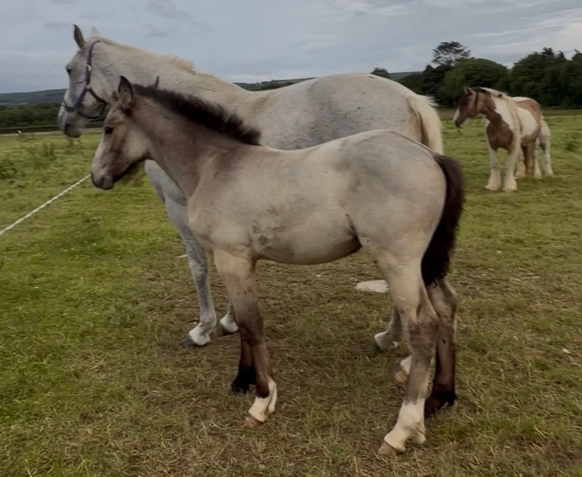 Filly foal for sale - Image 3