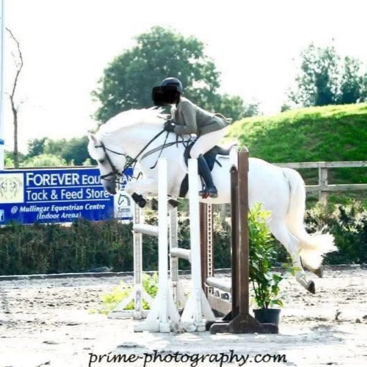 Connemara c 1 stallion by Temperbready fear bui - Image 2