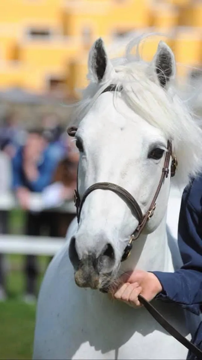 Connemara c 1 stallion by Temperbready fear bui - Image 3