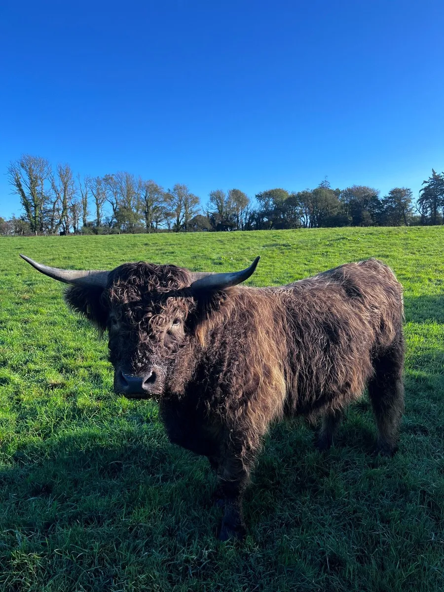 Pedigree highland bull - Image 4